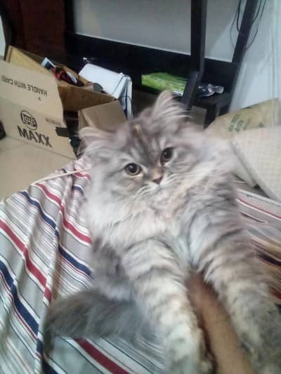 female Persian cat for sale