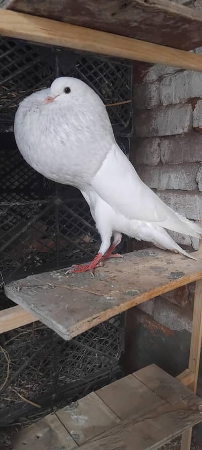 Norwich breeder male