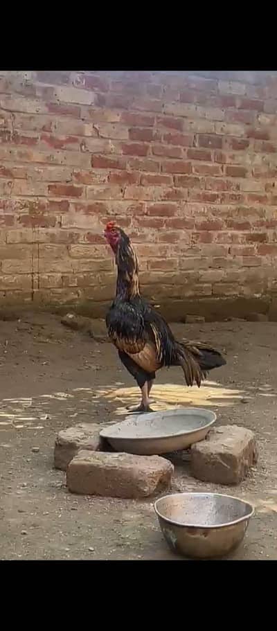 pure miawali all videos available  03475981324