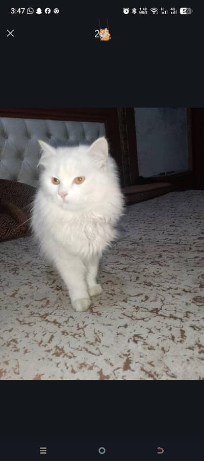 Persian cat female