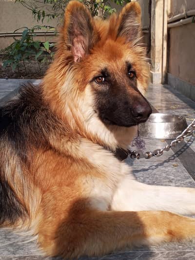 German Shepherd dog (9 months old)