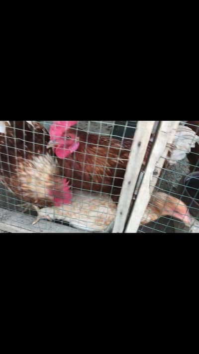 lohman brown adult 4 pieces available