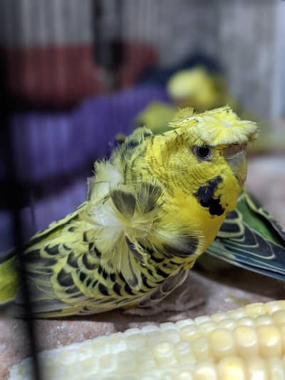 hogoromo pair double flower