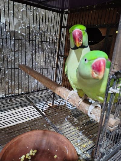 Raw Breeder Pair Jambo Size Sale