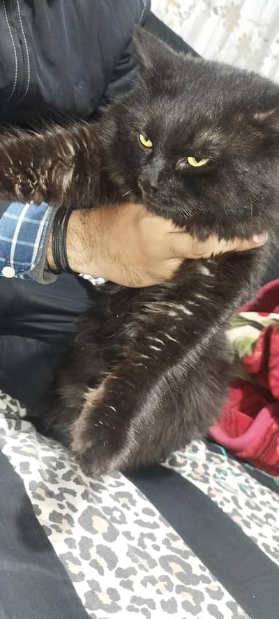 Persian black cat. .