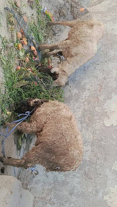 F mail sheep urgent sale