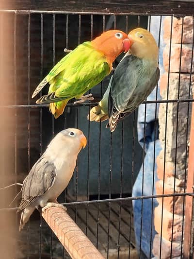 parblu opline split ino