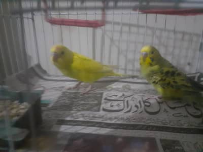 baby australian parrorta cute hand tamed with cage very healthy