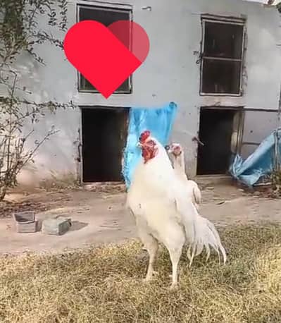 10 chick's paper white mashallah full active playfull 03239854645 whsp