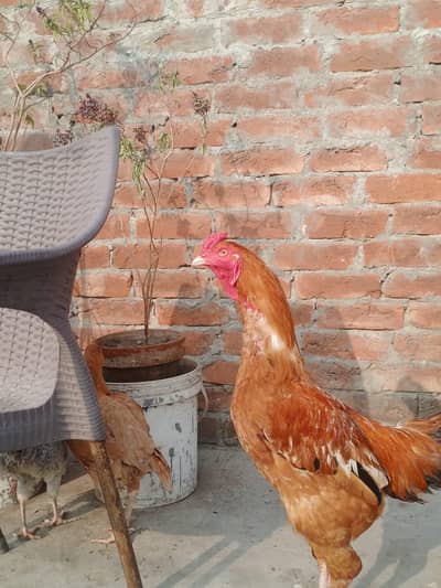 aseel bull murga for sale