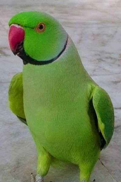 good condition beautiful parrot