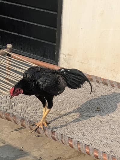 aseel Thai full strong and healthy pair with huge size