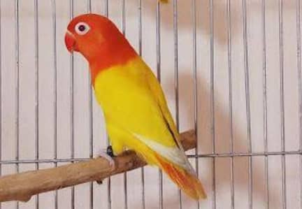 love birds lutino opaline mail albaino opaline mail and