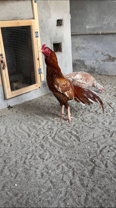 Quality Peela Patha Available For Sale. . 03058914115