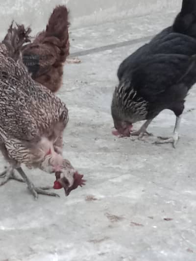 3 Desi murgiya anday. . deti. . h