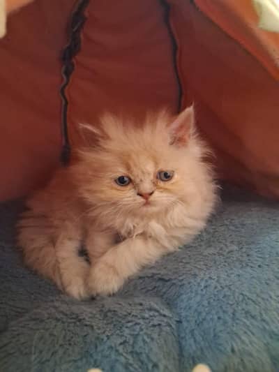 Persian kitten punch face