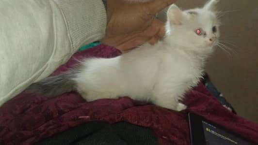 Persian cat two color eye red and blue video on whatsapp
