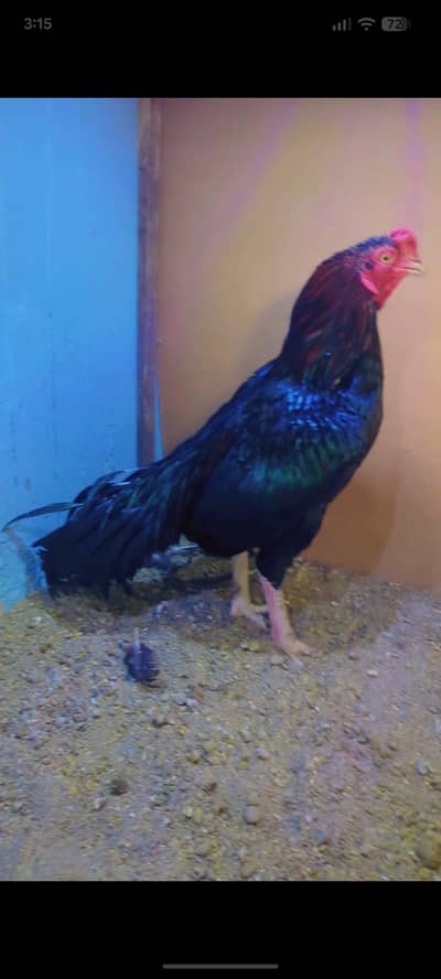 Pure Mushka male , jawi female, lasani mushka patha,and shagri madi,