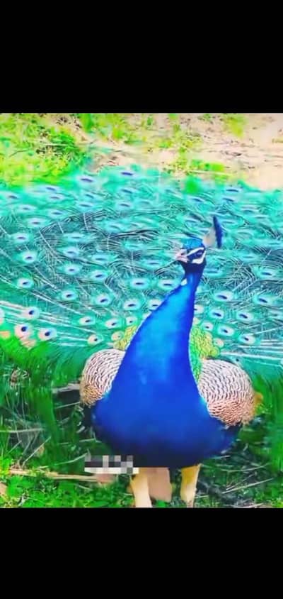 more baby 03239854645