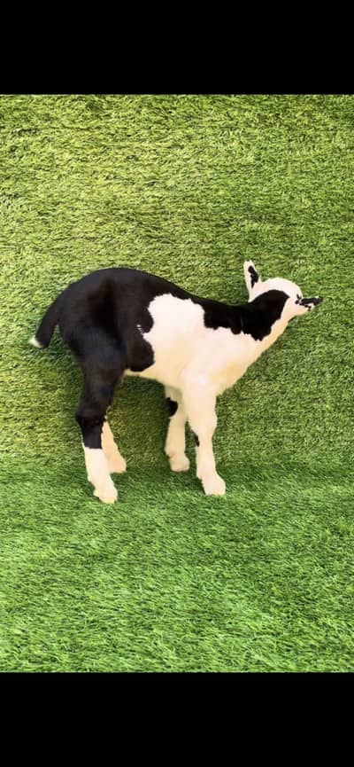 Gulabi tedda 1 month male for sale