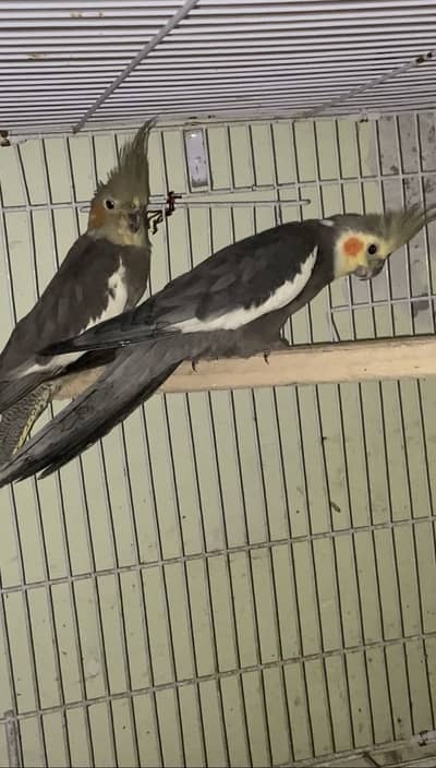 Cocktail Breeder pair