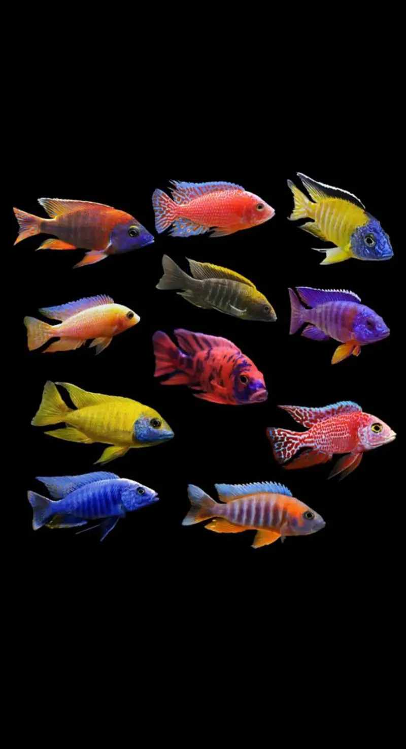 Fish, aquarium and all accessories — photo 8
