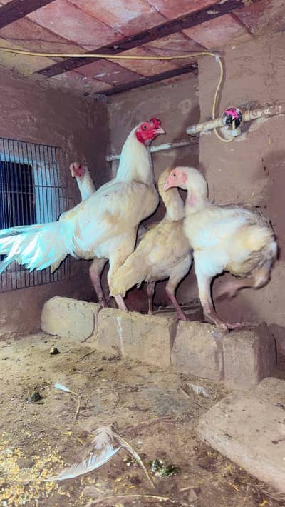 Aseel Hera imported line