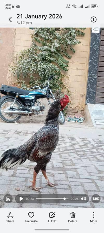 khaki madi para murga