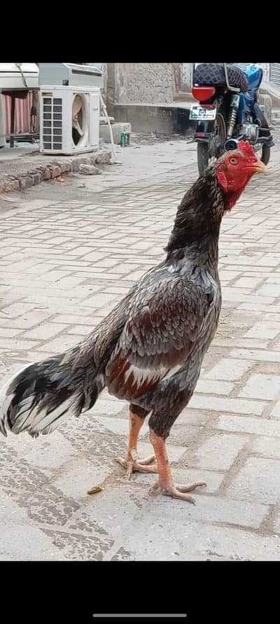 saleta madi para murga