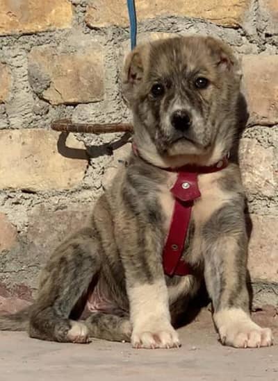 Afghan Kochi / King kurdish kangal pair / Alabai Pair / security Dog
