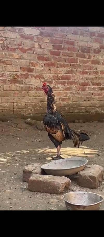 pure mia wali pair  photo achi ni h