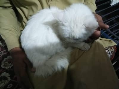 persain cat 4month best reshien  cats