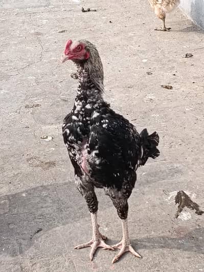 Fertile Eggs of Aseel Reza Available for Sale