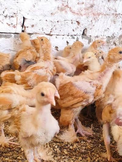 golden buff chick for sale