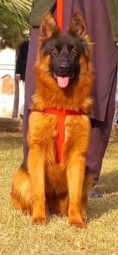 German Shepherd Male Dog / Long Coat / Double Coat / GSD dog