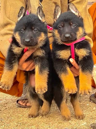 German Shepherd Male Dog / Long Coat / Double Coat / GSD dog