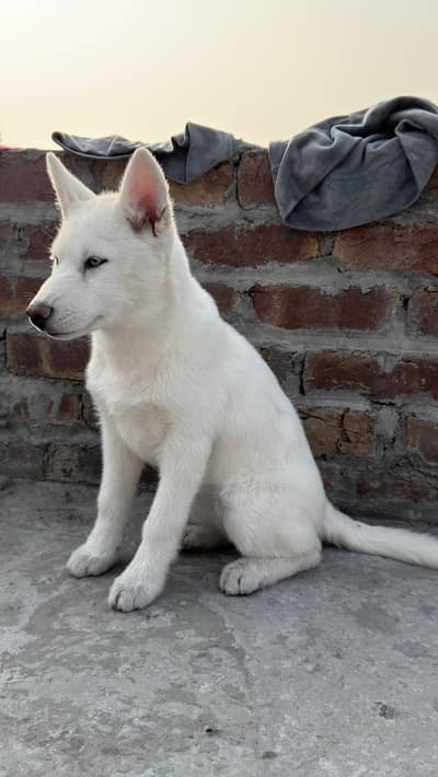 white siberian Husky female