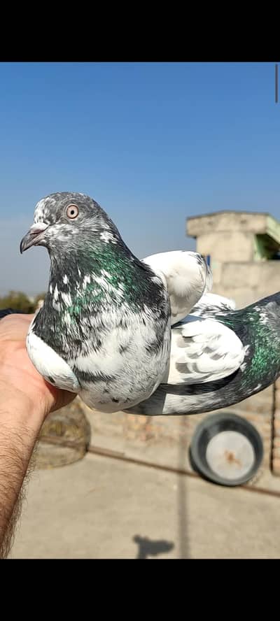 Sale Sale Sale  joro wale nar madia achy Quality ki prwazi  setup