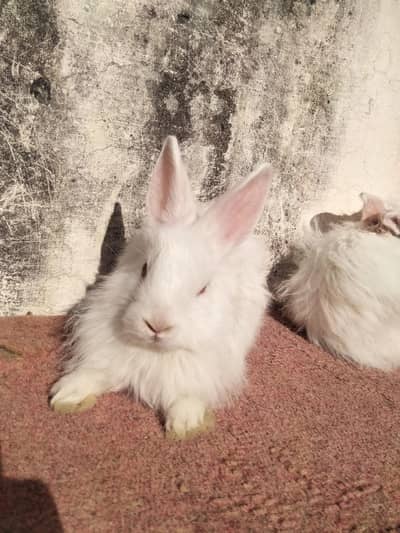 angura rabbits for sale