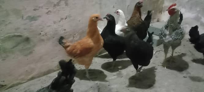 Golden misri 4 murghia hens