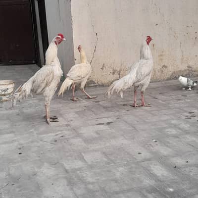 aseel murge bahut acchi nasl ke argent for Sel 03088622110