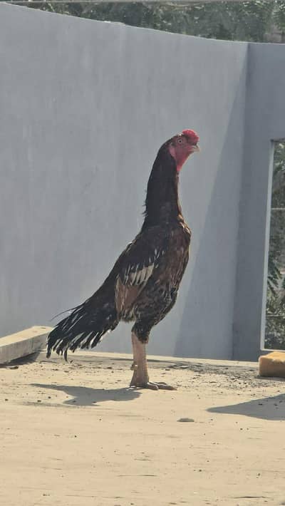 aseel murga peela #hens