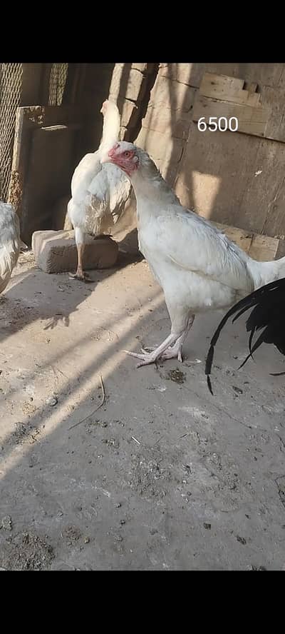 paper white heera aseel