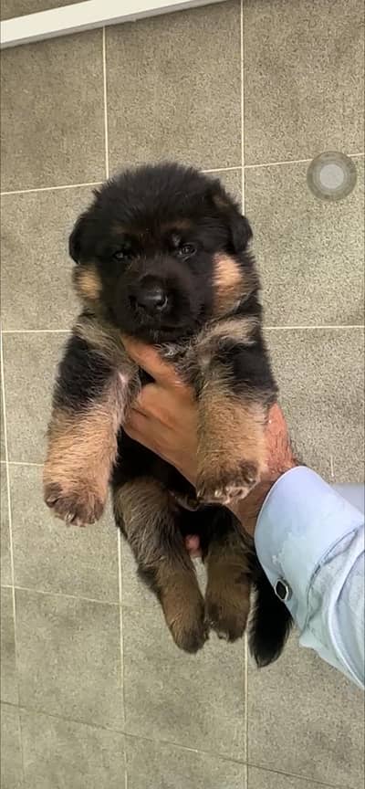 German Shepherd Puppy | Pedigreed | Black mask