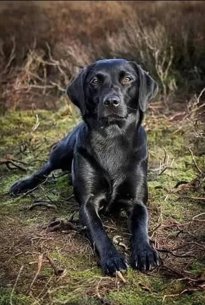 Labrador female for sale