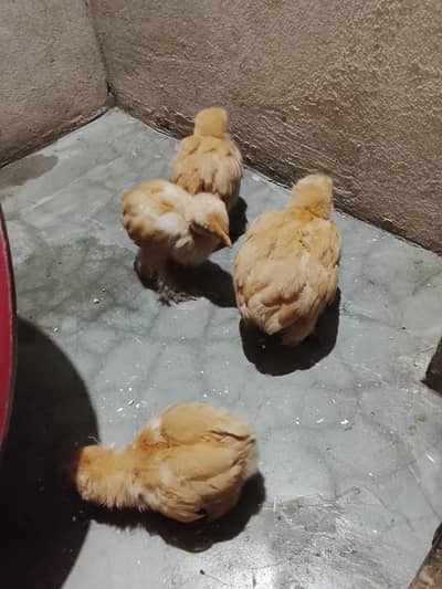 golden buff chick for sale