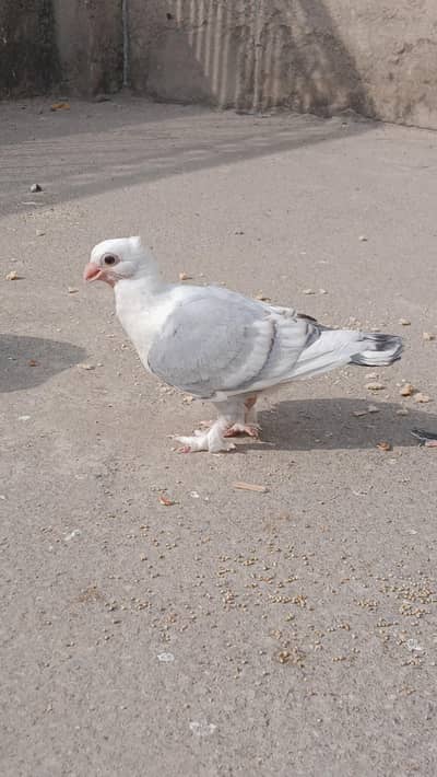 Sentinent Chick Good Quality