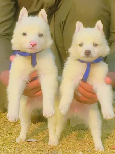 Russian Puppies / Pink Nose Puppy / Russian Pair