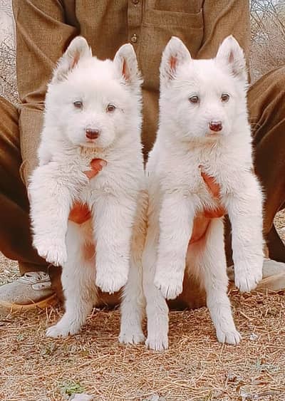 Russian Puppies / Pink Nose Puppy / Russian Pair