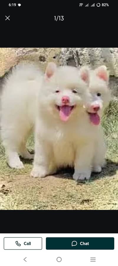 Russian Puppies / Pink Nose Puppy / Russian Pair
